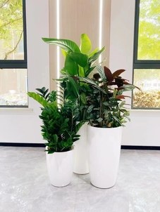 体验宁波奉化盆景租赁设计,增添生活绿意!